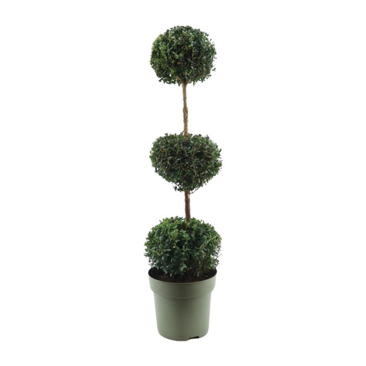 Buxus Semp. Trio-Ball - Ø27cm - ↕110cm - Pflanzfix24