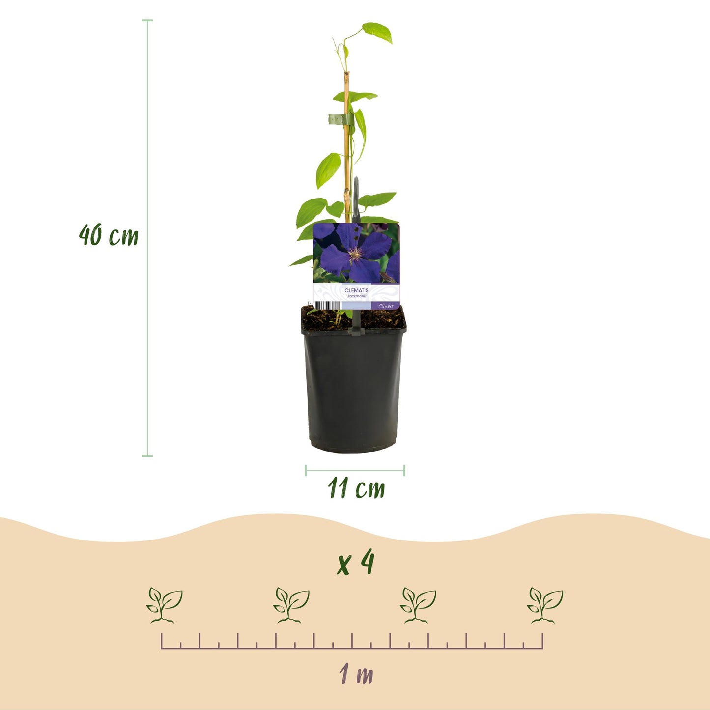 Clematis Tricolour – 3er-Set Kletterpflanzen rosa-weiß-lila – Höhe 40 cm – Pflanzfix24.de - Pflanzfix24.de