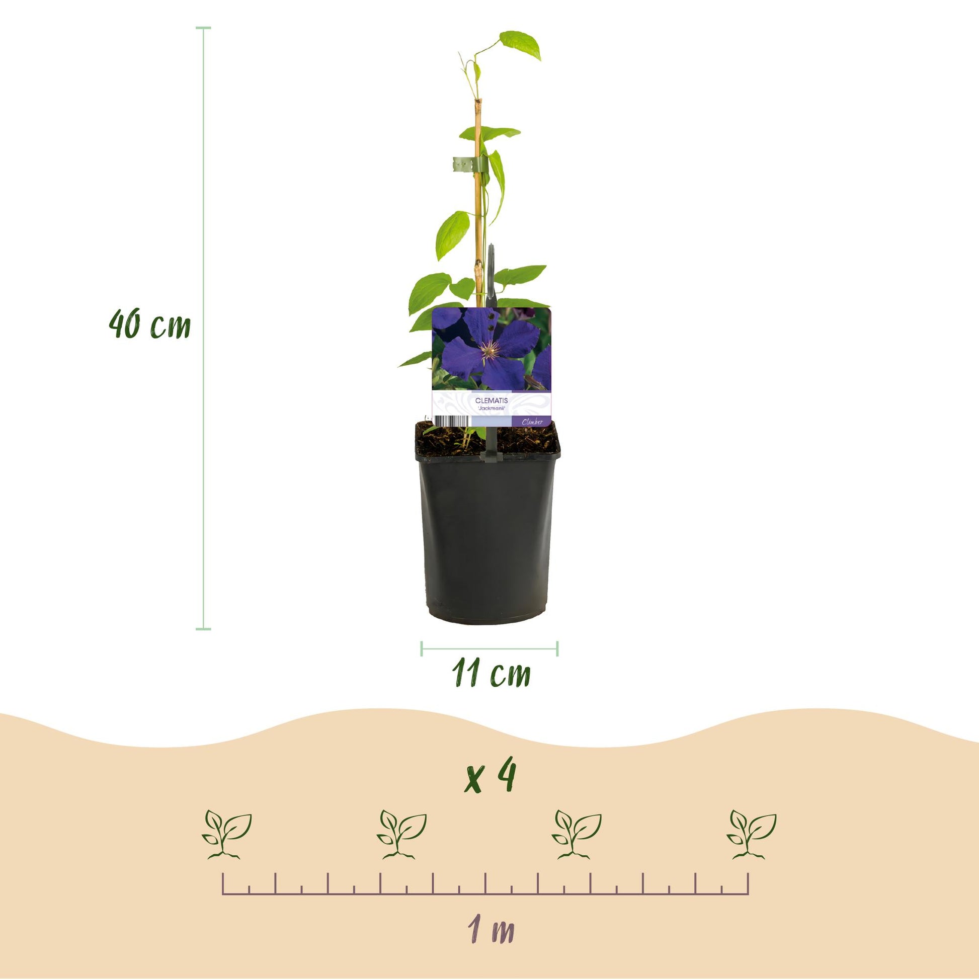 Clematis Tricolour – 3er-Set Kletterpflanzen rosa-weiß-lila – Höhe 40 cm – Pflanzfix24.de - Pflanzfix24.de