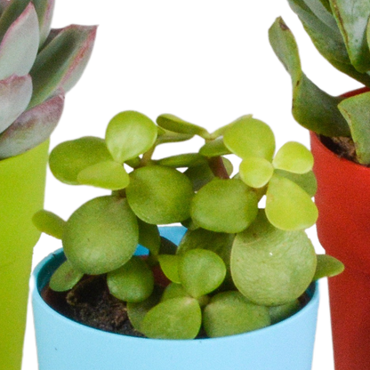 Vetplanten-Mischung 5x Sukkulenten 5,5 cm bunter Kunststofftopf | Pflanzfix24.de - Pflanzfix24.de