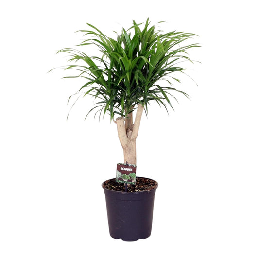Dracaena Refl. Anita - Ø21cm - ↕70cm bei Pflanzfix24
