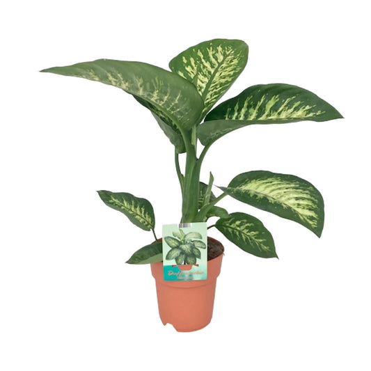 Dieffenbachia seguine Tropic Snow - Ø19cm - ↕70cm - Pflanzfix24.de - Pflanzfix24.de