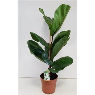 Ficus Lyrata - Pflanzfix24