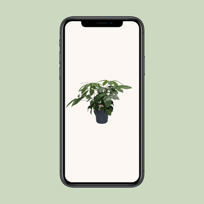 Schefflera Actinophylla - Ø21cm - ↕80cm Pflanzfix24