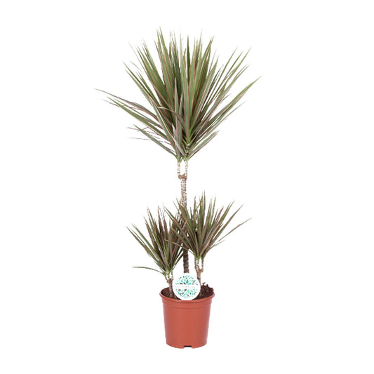 Dracaena Bicolor - Ø21cm - ↕95cm bei Pflanzfix24.de - Pflanzfix24.de
