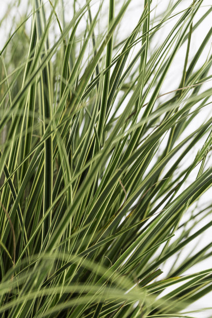 3x Carex brunnea 'Variegata' - 30cm - Ø14 - Pflanzfix24