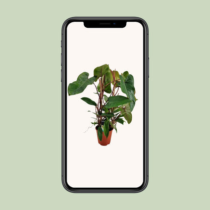 Philodendron Red Twins - Ø19cm - ↕75cm bei Pflanzfix24