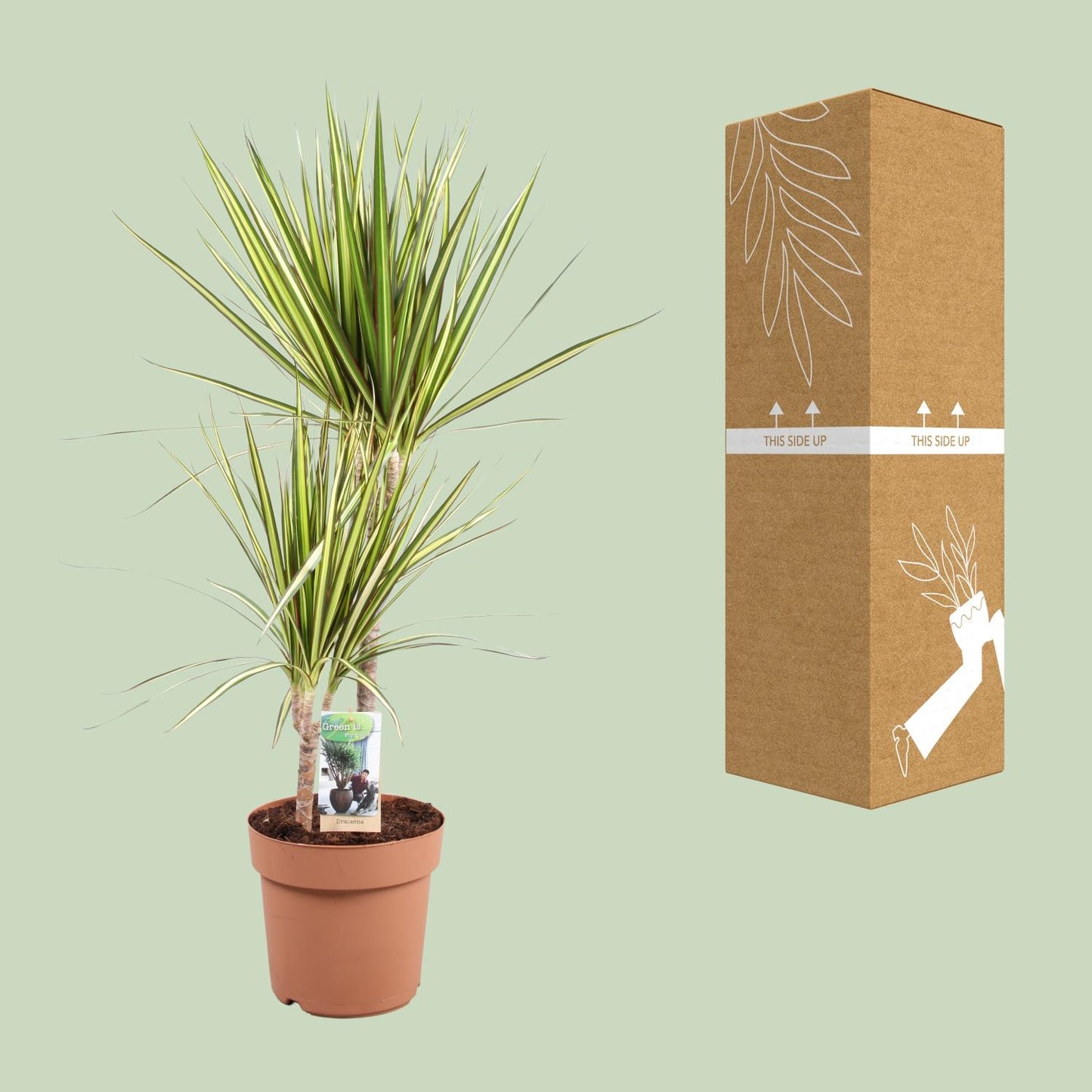 Dracaena Marginata Sunray - Ø21cm - ↕80cm - Pflanzfix24