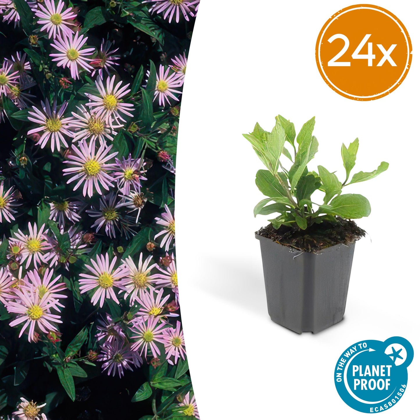 24x Aster ageratoides 'Asran' - ↕10-25cm - Ø9cm - Pflanzfix24
