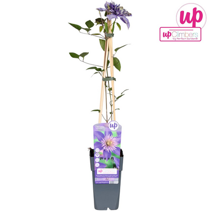 Clematis Multi Blue - Clematis Blauw - Ø15cm - Pflanzfix24.de - Pflanzfix24.de