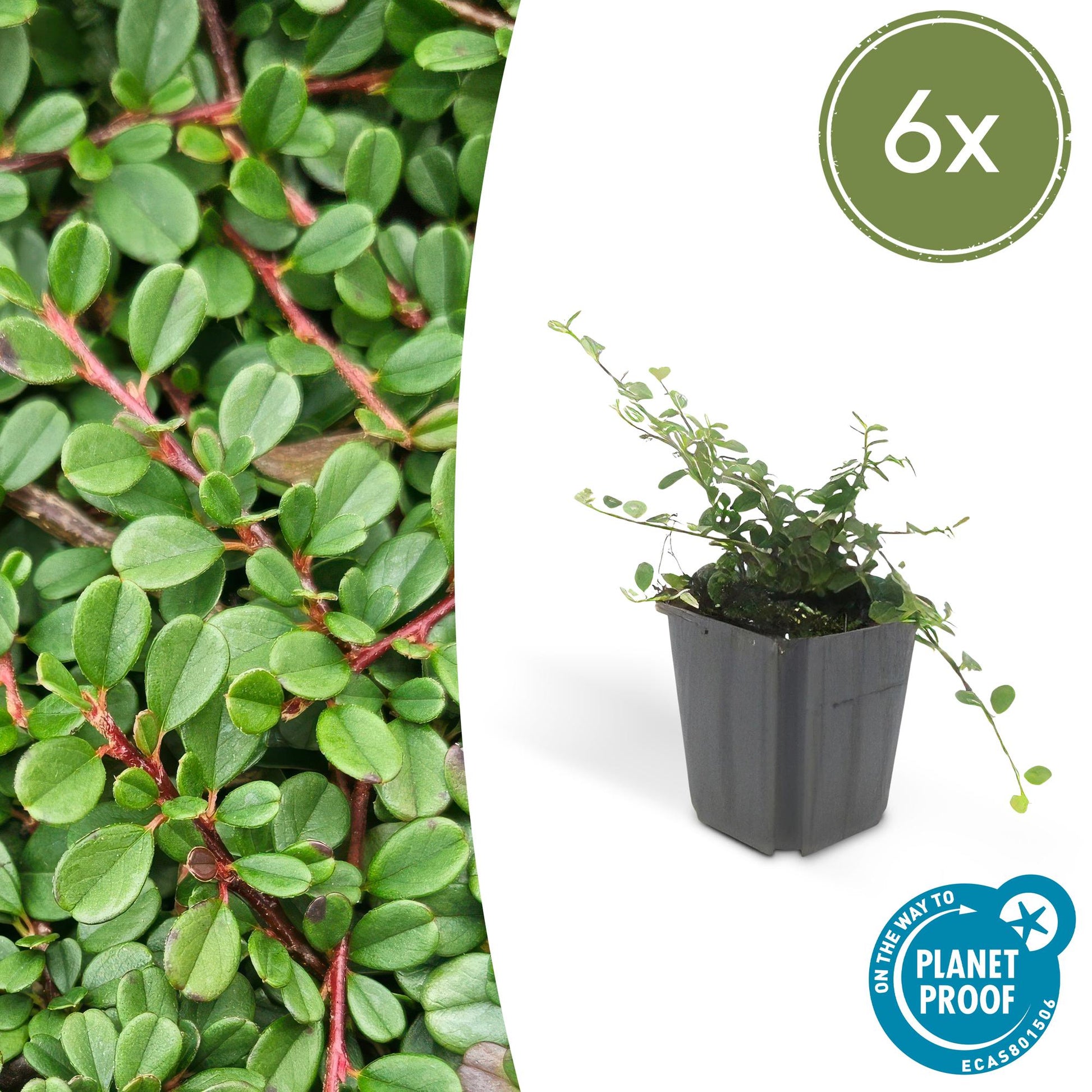 6x Cotoneaster pr. 'Streib's Findling' - ↕10-25cm - Ø9cm - Pflanzfix24.de - Pflanzfix24.de