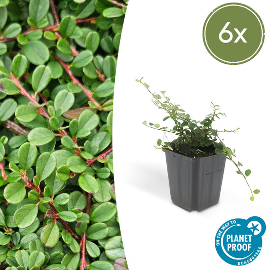 6x Cotoneaster pr. 'Streib's Findling' - ↕10-25cm - Ø9cm - Pflanzfix24.de - Pflanzfix24.de