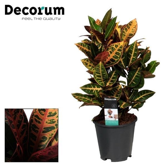 Croton Petra - Ø17cm - ↕55cm - Pflanzfix24