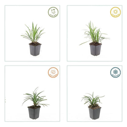 6x Liriope muscari 'Moneymaker' Ø9cm - Bodendecker bei Pflanzfix24