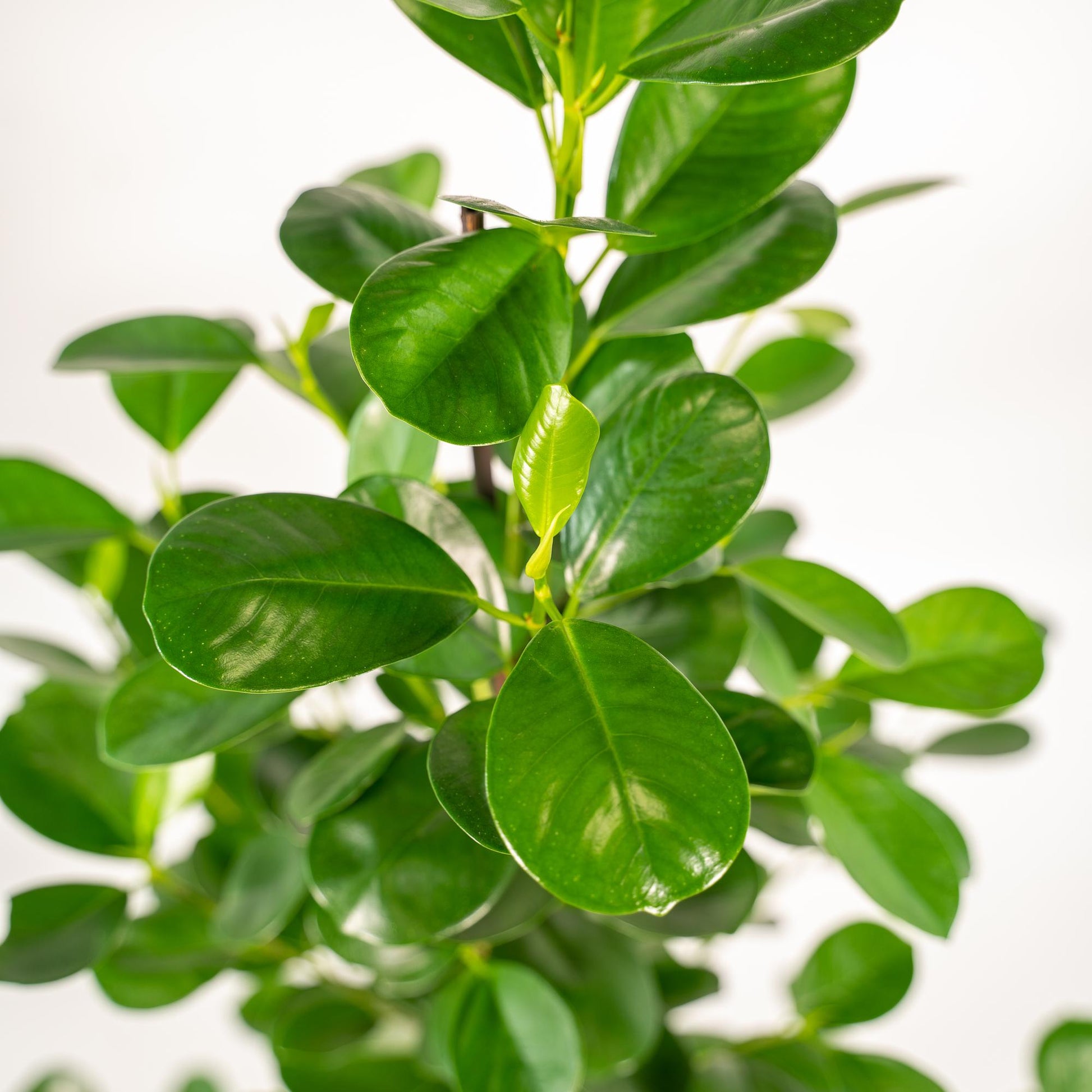 Ficus Microcarpa Moclame - Ø21cm - Pflanzfix24.de - Pflanzfix24.de