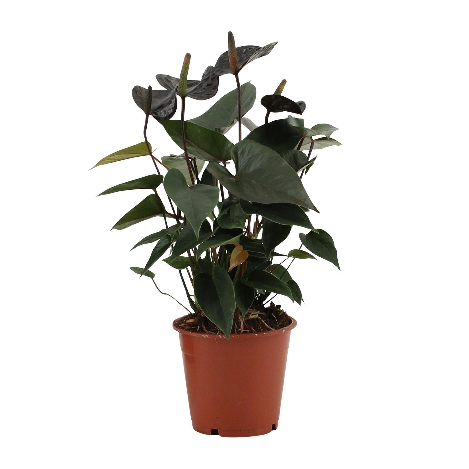 Anthurium Black Love In Transparant Sleeve - Ø12cm - ↕36cm - Pflanzfix24.de - Pflanzfix24.de