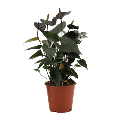 Anthurium Black Love In Transparant Sleeve - Ø12cm - ↕36cm - Pflanzfix24.de - Pflanzfix24.de