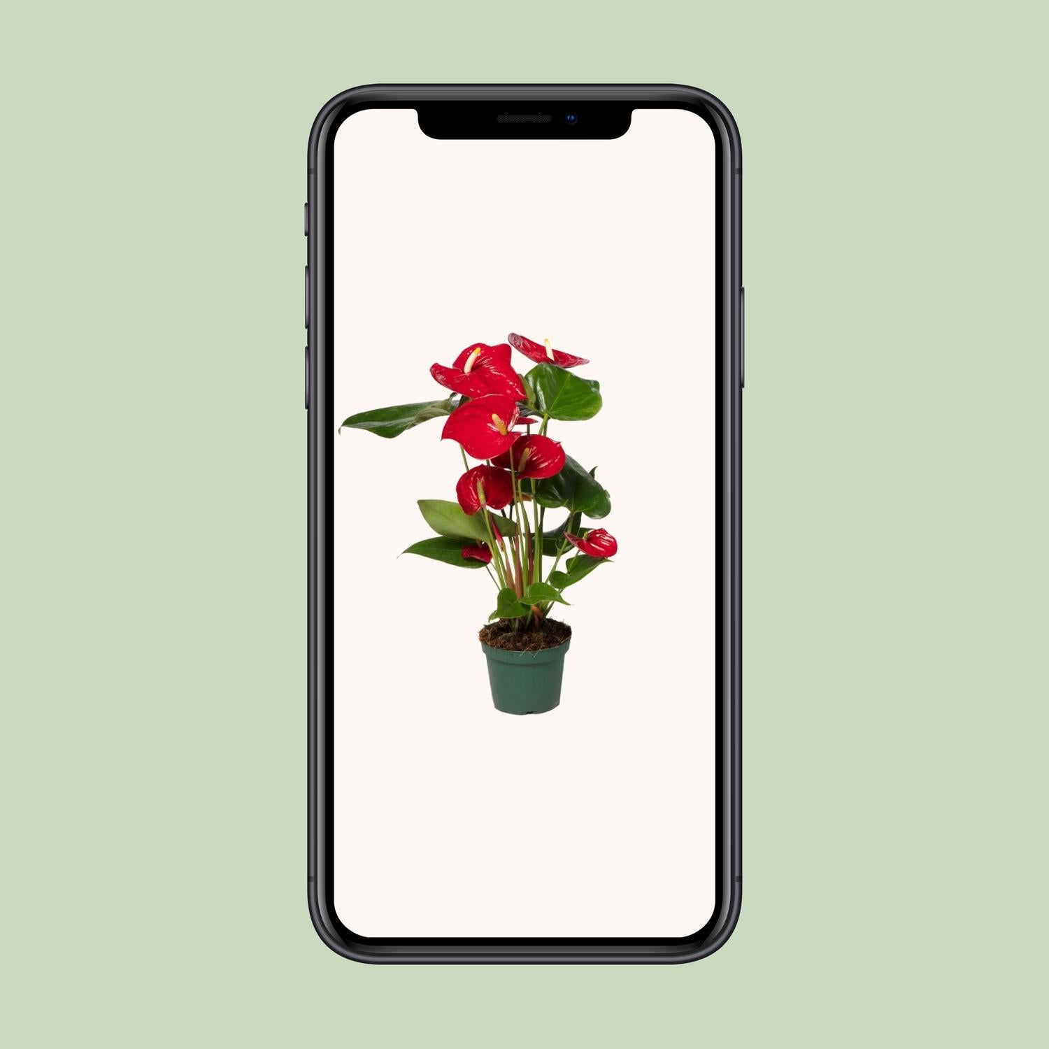 Anthurium Red - Ø17cm - ↕55cm - Ø12cm - ↕40cm - Pflanzfix24.de - Pflanzfix24.de