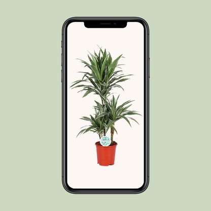 Dracaena Warneckei - Ø21cm - ↕90cm bei Pflanzfix24