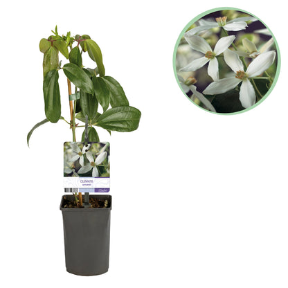 Clematis armandii - Kletterpflanze - Immergrün - 1 Pflanze - Pflanzfix24