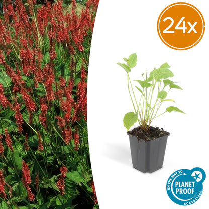 24x Persicaria amplexicaulis - ↕10-25cm - Ø9cm by Pflanzfix24