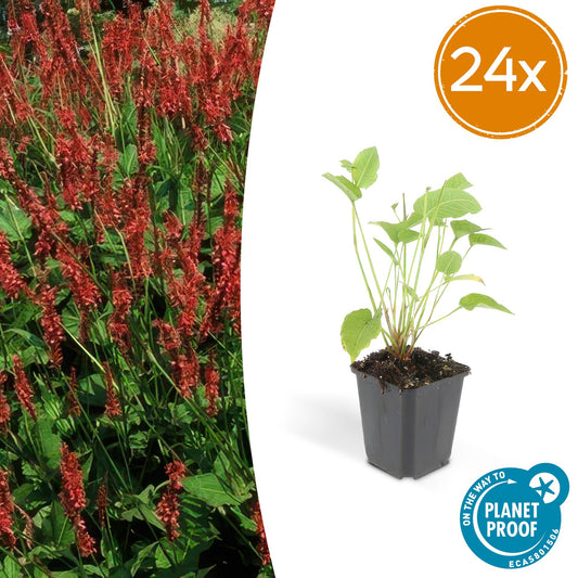 24x Persicaria amplexicaulis - ↕10-25cm - Ø9cm by Pflanzfix24