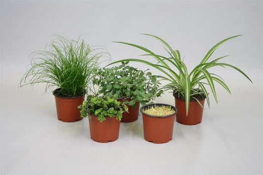 Pflanzfix24 Pet Mix 5 Soorten