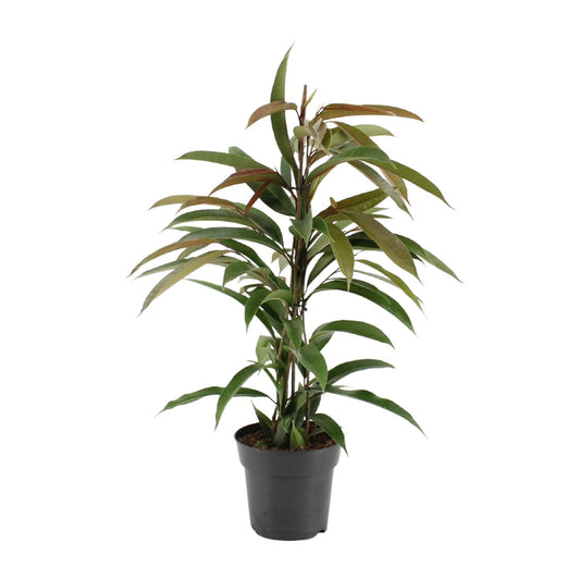 Ficus Binnendijkii Amstel King - Ø17cm - ↕70cm bei Pflanzfix24.de - Pflanzfix24.de