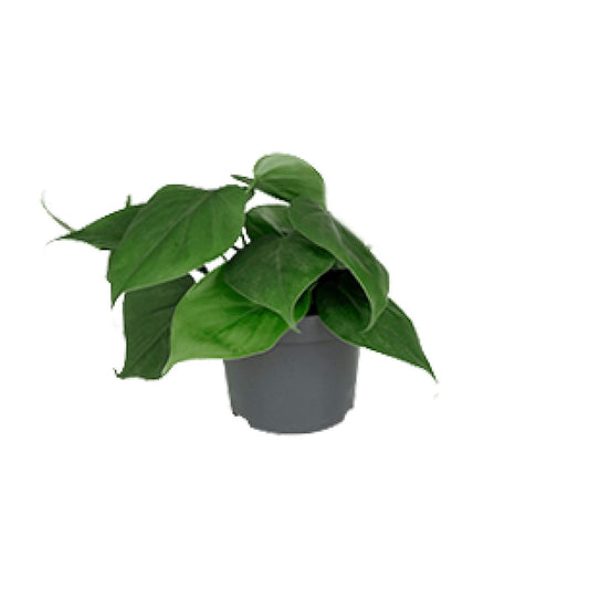 Philodendron Scandens 15cm Ø12cm – Pflegeleichte Zimmerpflanze | Pflanzfix24.de - Pflanzfix24.de
