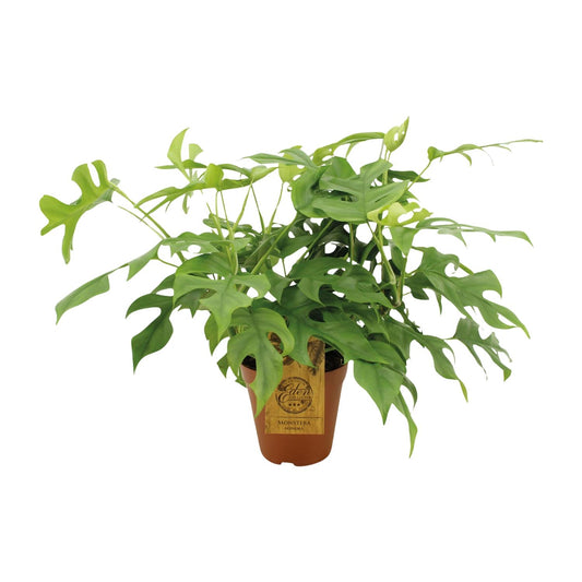 Monstera Minima Ø15cm – pflegeleichte Zimmerpflanze | Pflanzfix24.de - Pflanzfix24.de