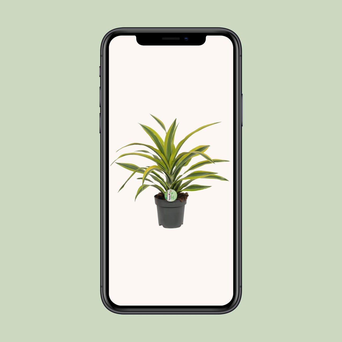 Dracaena Fragrans Lemon Lime - Ø17cm - ↕40cm von Pflanzfix24.de - Pflanzfix24.de