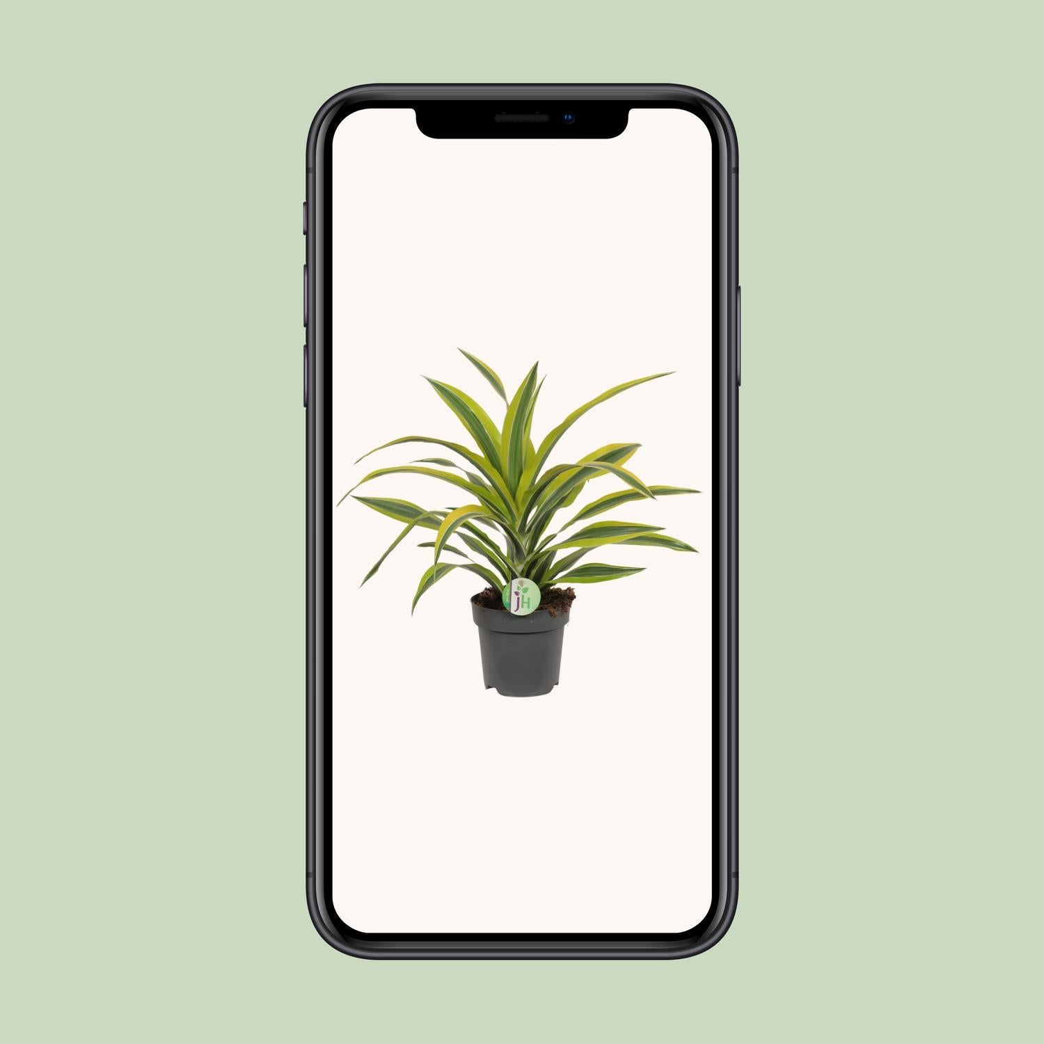Dracaena Fragrans Lemon Lime - Ø17cm - ↕40cm von Pflanzfix24.de - Pflanzfix24.de