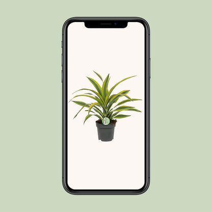 Dracaena Fragrans Lemon Lime - Ø17cm - ↕40cm von Pflanzfix24.de - Pflanzfix24.de