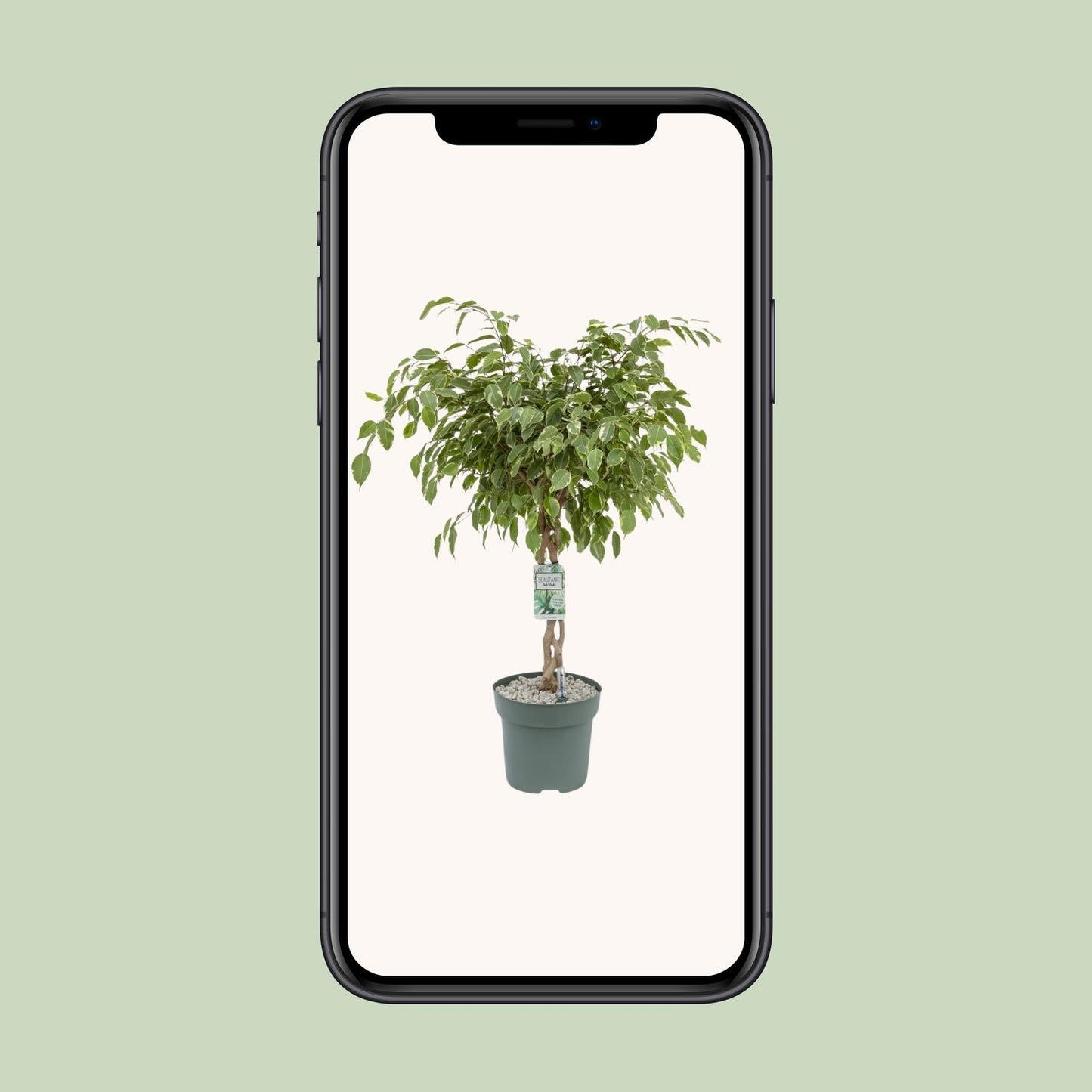 Ficus Safrana / Golden King - Ø27cm - ↕100cm - Pflanzfix24