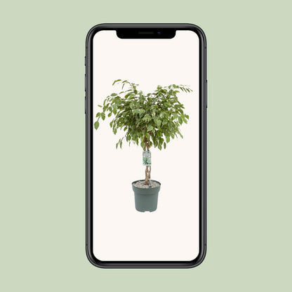 Ficus Safrana / Golden King - Ø27cm - ↕100cm - Pflanzfix24
