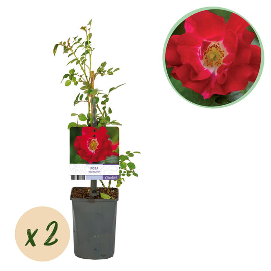 GreenboutiQ - Kletterrose - Rosa Red Queen - Blüte Rot - Geringer Pflegeaufwand - 2 Pflanzen - Topf 11cm Höhe 40cm - Pflanzfix24.de
