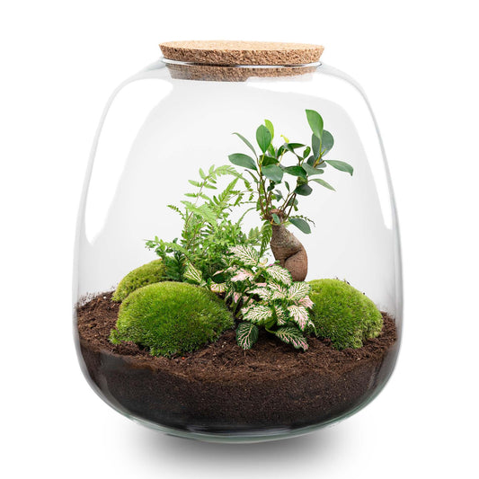 Plant terrarium - Emma - DIY kit - ↑ 25 cm - Ø 23 cm - Bonsai Pink - Pflanzfix24
