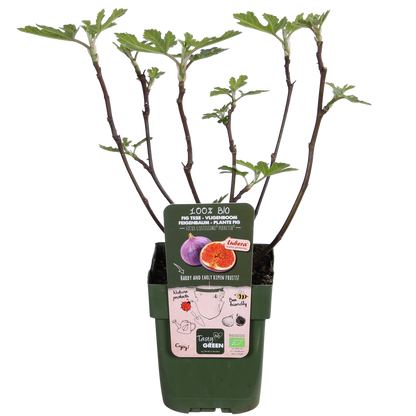 Ficus Gustissimo Perretta - Ø13 - ↨45cm - Pflanzfix24