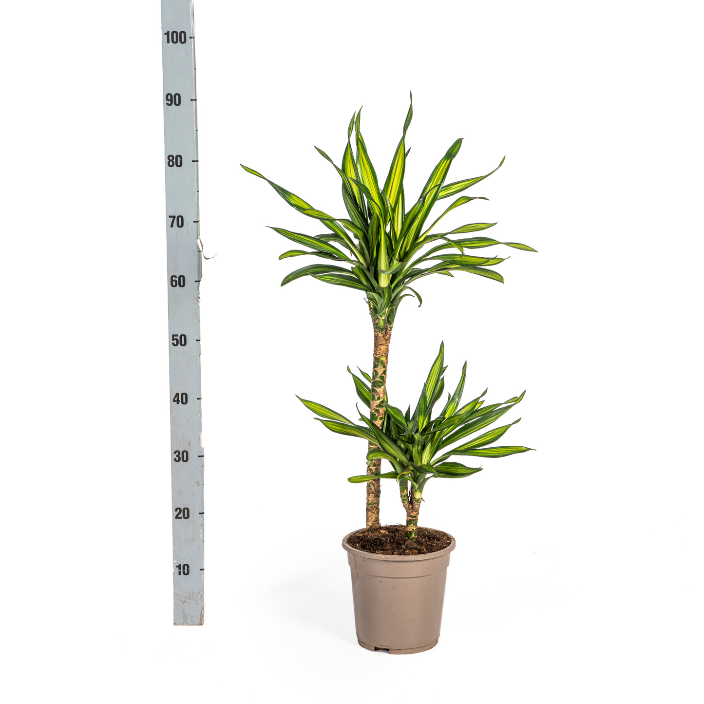 Dracaena Deremensis Rikki Ø19cm - Pflanzfix24