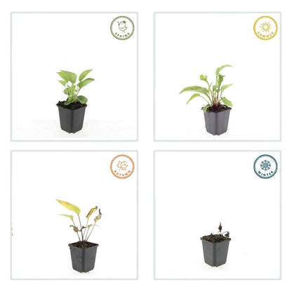 20x Echinacea purpurea 'Magnus' Ø9cm – Purpur-Sonnenhut bei Pflanzfix24