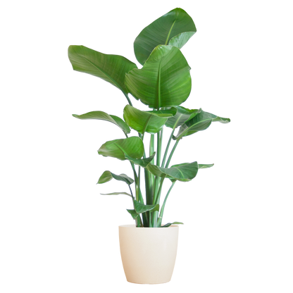 Strelitzia Nicolai 80 cm Ø21 mit weißem Viber-Topf | Pflanzfix24.de - Pflanzfix24.de