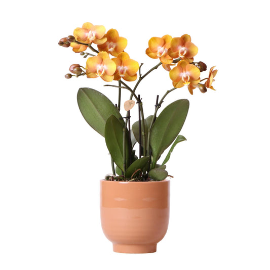 Orange Phalaenopsis-Orchidee Las Vegas im cognacfarbenen Topf - Pflanzfix24