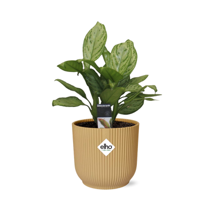 Aglaonema Christina in ELHO Vibes Fold 14cm geel - Pflanzfix24