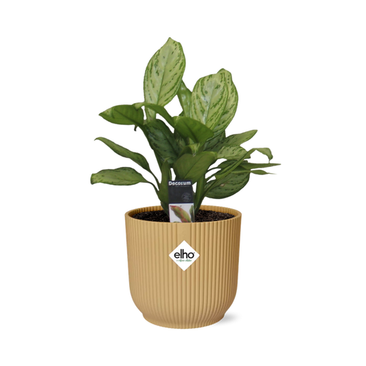 Aglaonema Christina in ELHO Vibes Fold 14cm geel - Pflanzfix24