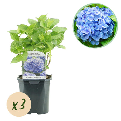 pflanzfix24 - Hortensie - Hydrangea macrophylla Blau - 3 Pflanzen - 1m2