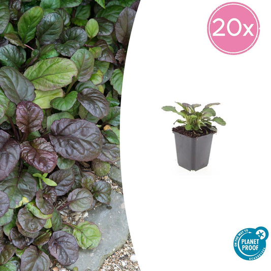 20x Ajuga reptans 'Catlin's Giant' - Pflanzfix24