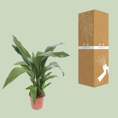 Aspidistra Elatior - Ø19cm - ↕80cm - Pflanzfix24