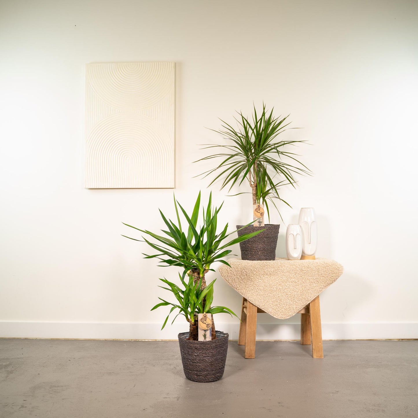 Dracaena & Yucca Zimmerpflanzen Set - Pflanzfix24.de - Pflanzfix24.de
