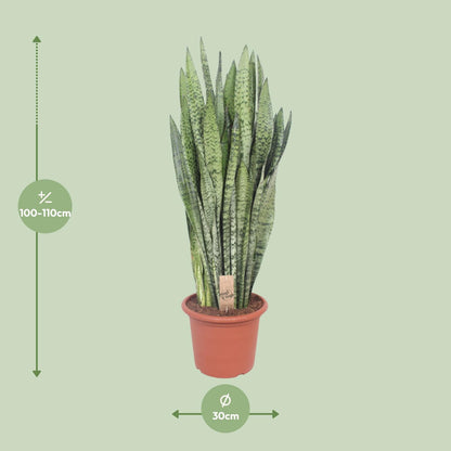Sansevieria Zeylanica - Ø30cm - ↕110cm - Pflanzfix24