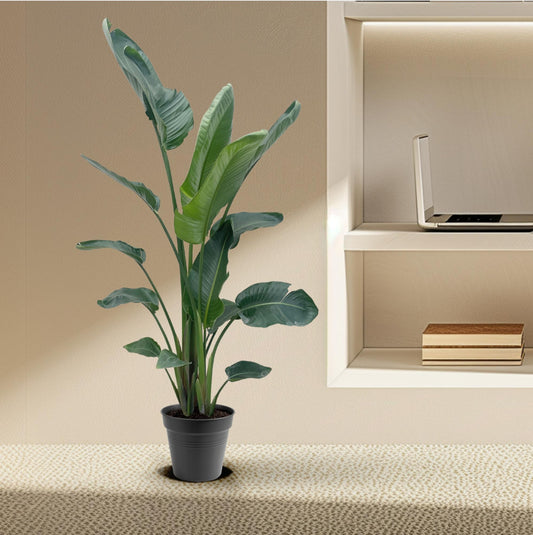 Strelitzia Nicolai XXL 190-210 cm ø27-30 – Weißer Paradiesvogel | Pflanzfix24.de - Pflanzfix24.de